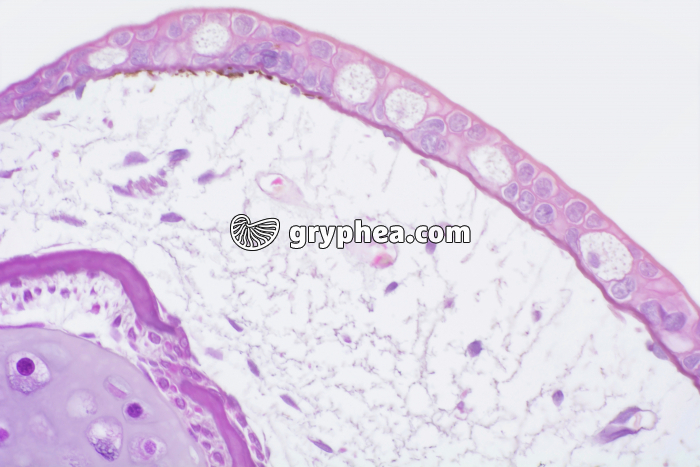 Tétard peau x100 - gryphea.com